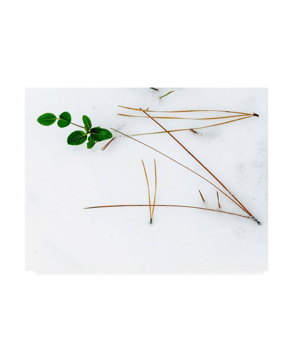 Winter Foliage Canvas Art N8905