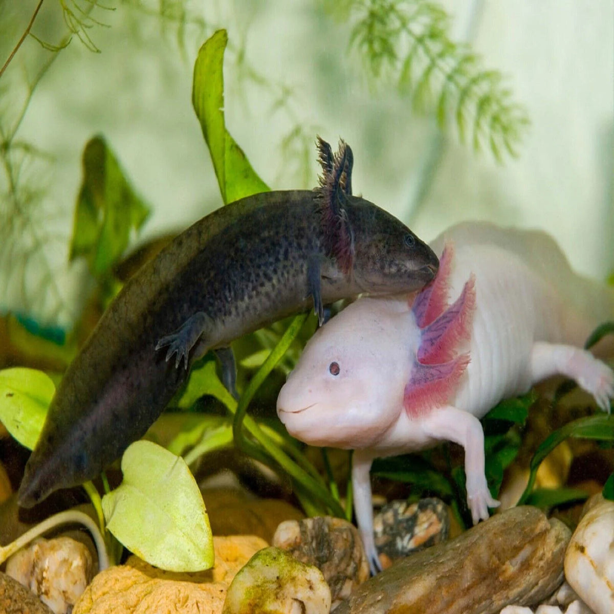 3-lb Soft Moist Sinking Crumbles Axolotl Food V3730