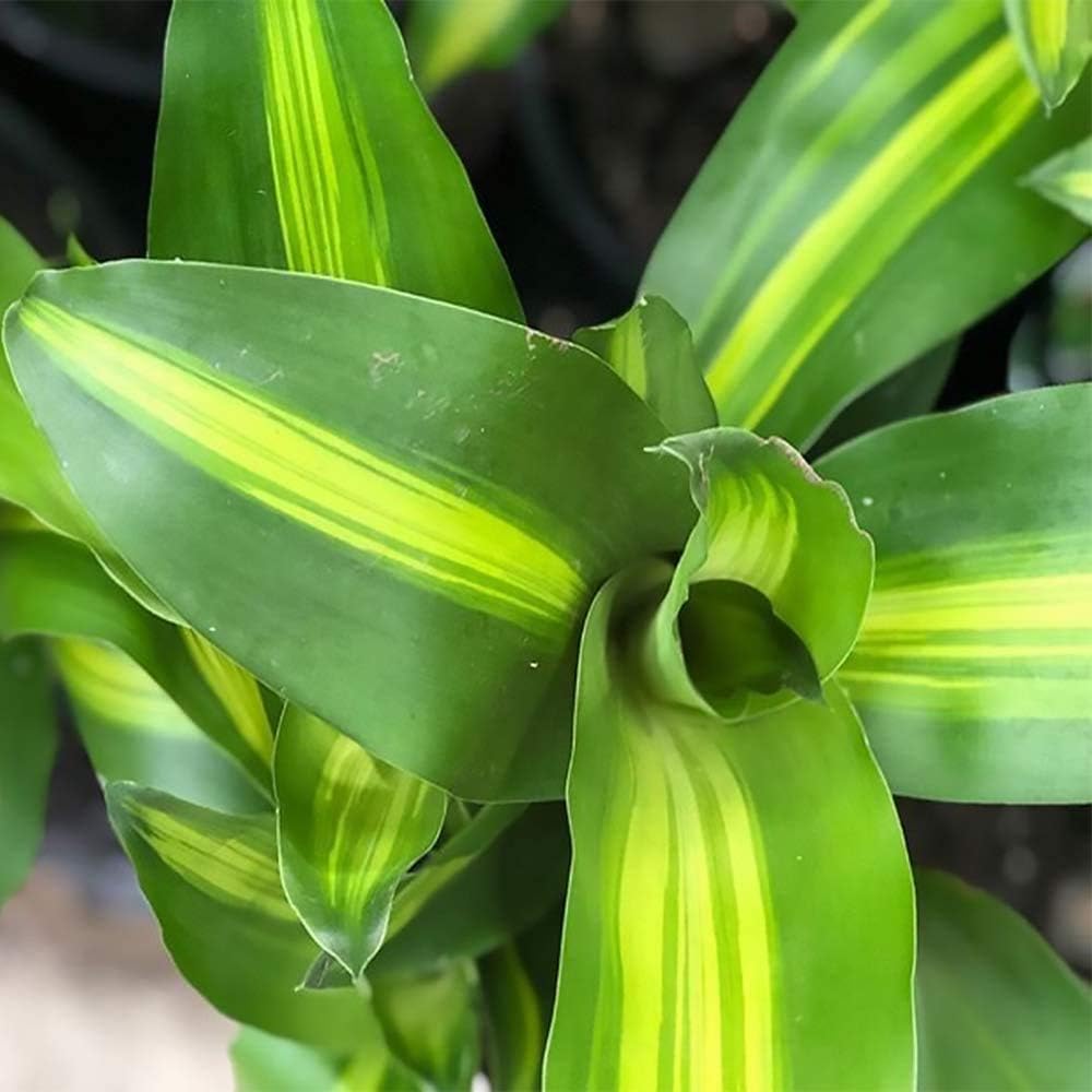 6" Pot Live Plant E867