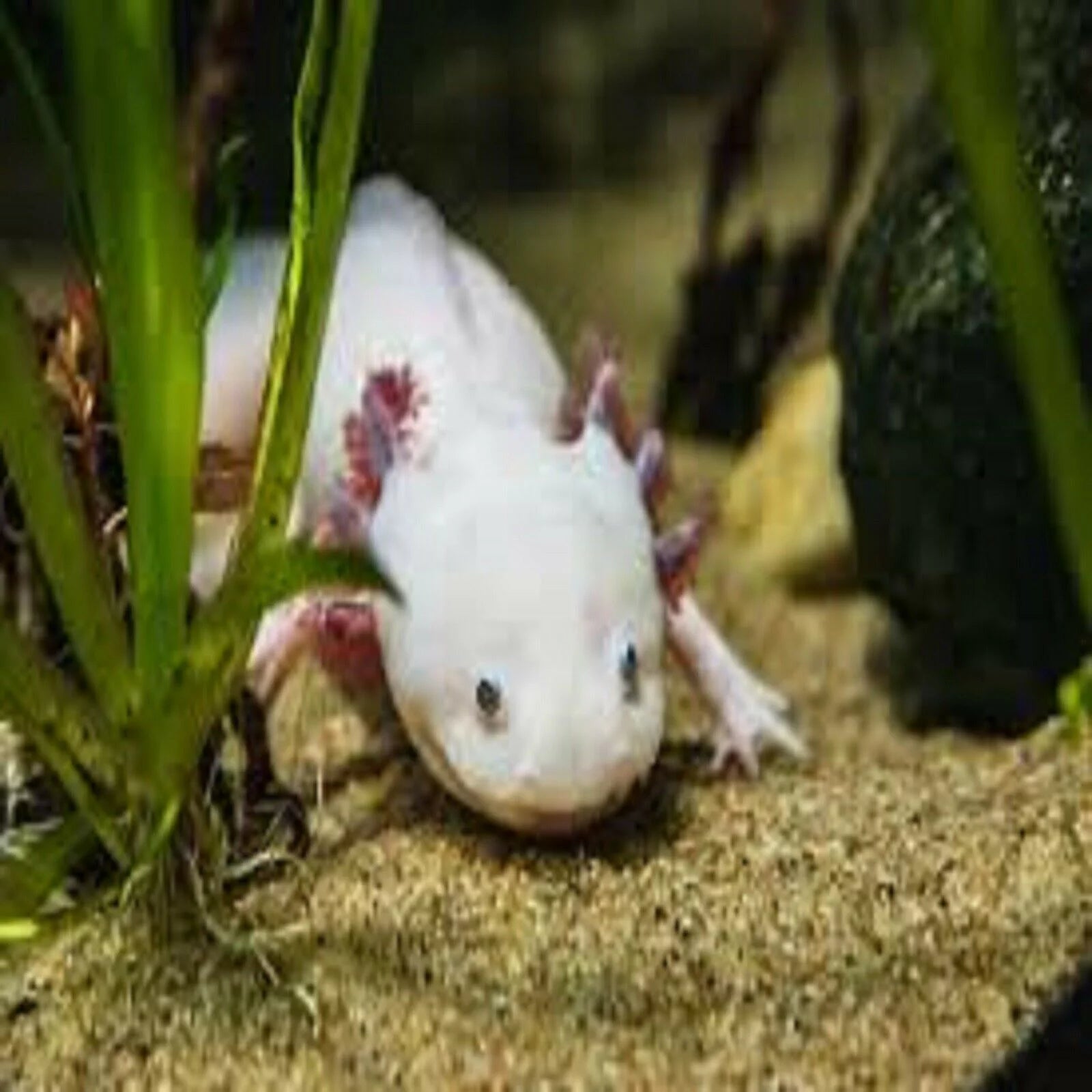 3-lb Soft Moist Sinking Crumbles Axolotl Food V3730
