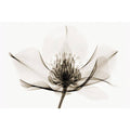 Hellebore Art Print Z4450