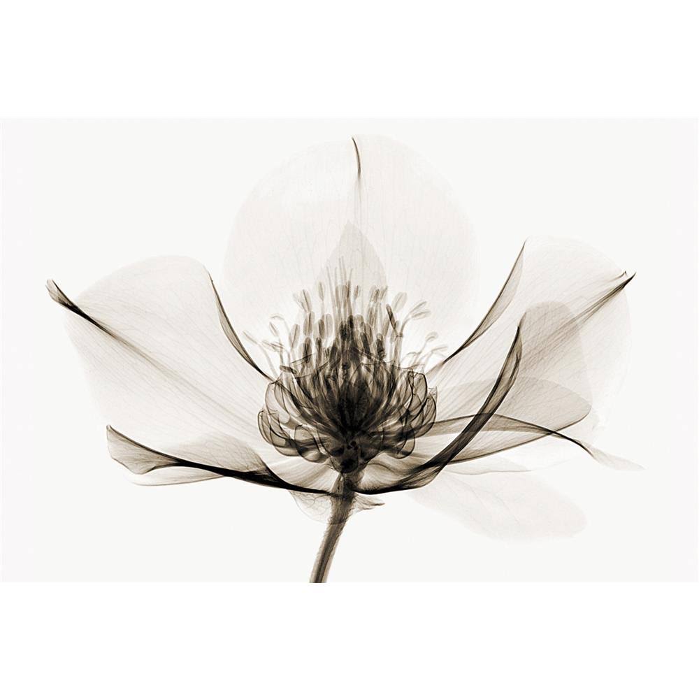 Hellebore Art Print Z4450