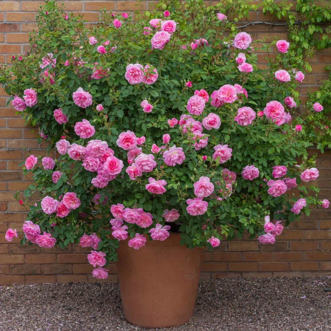 Pink Climbing Rose Plant, Starter Size L255