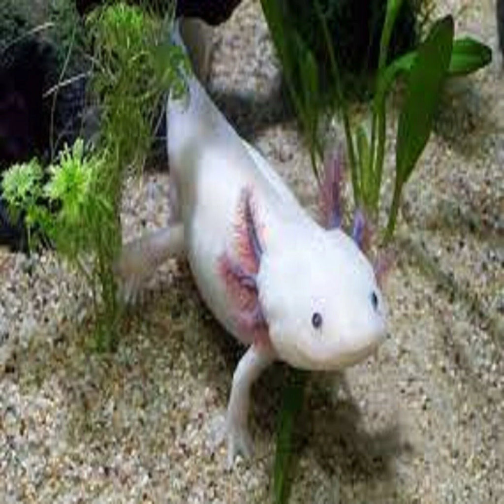 3-lb Soft Moist Sinking Crumbles Axolotl Food V3730