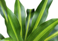 6" Pot Live Plant E867