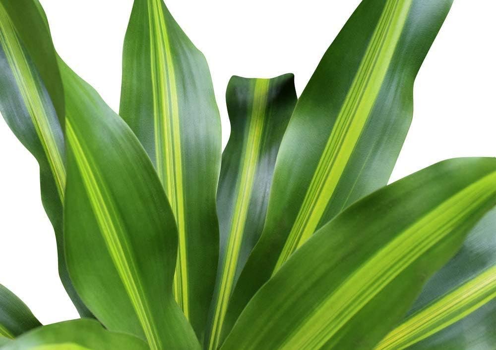 6" Pot Live Plant E867