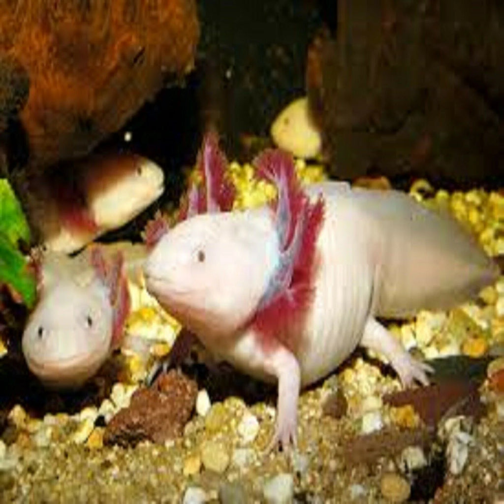 3-lb Soft Moist Sinking Crumbles Axolotl Food V3730