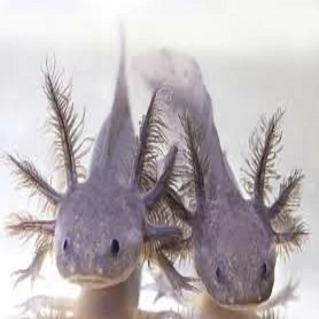 3-lb Soft Moist Sinking Crumbles Axolotl Food V3730