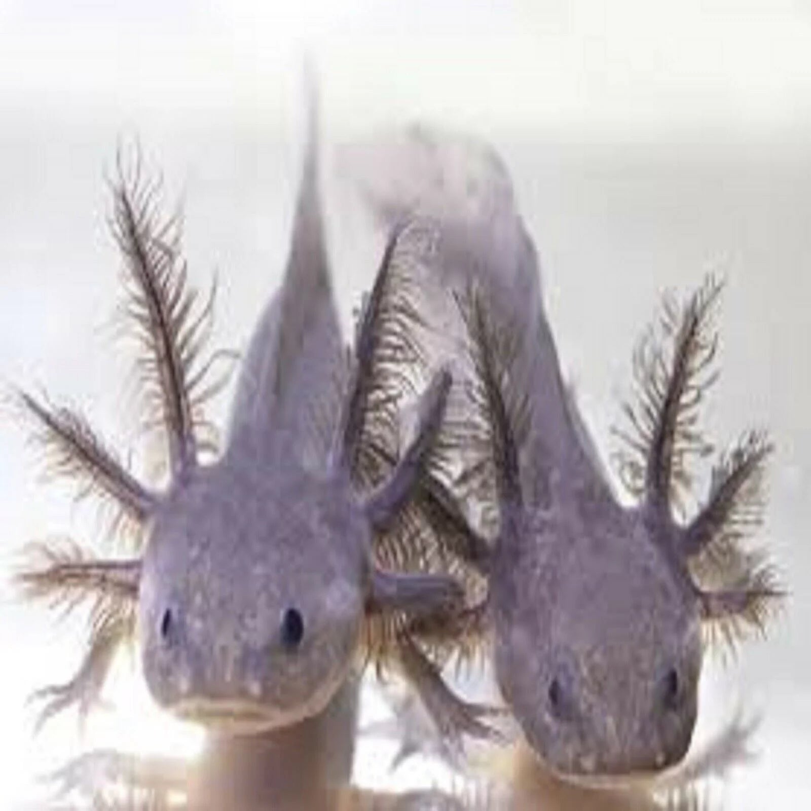 3-lb Soft Moist Sinking Crumbles Axolotl Food V3730